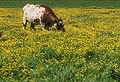 Thumbnail for version as of 04:39, 15 June 2007