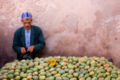 The fruits of Opuntia ficus-indica as sold in Morocco.