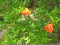 punica granatum var. nana