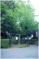 Jujube tree