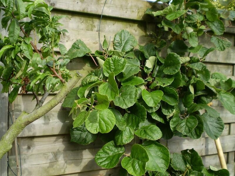 File:1024px-Actinidia deliciosa 13 R.jpg