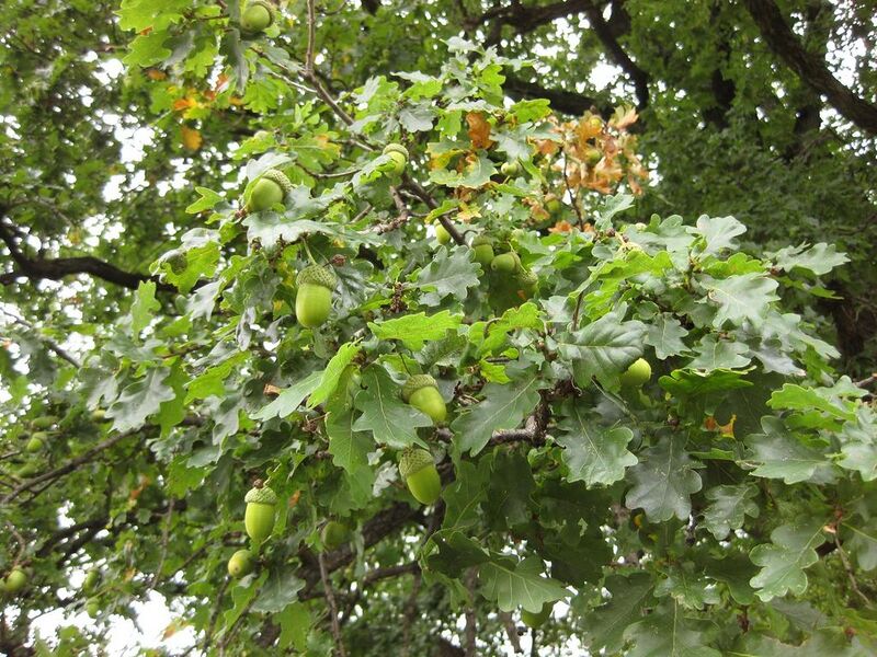 File:1024px-IMG 1423 bbg09.jpg