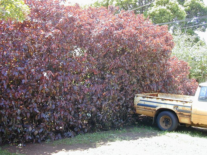 File:1024px-Starr 030418-0152 Acalypha godseffiana.jpg