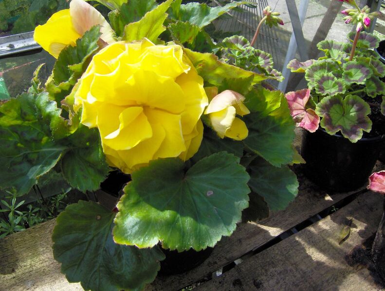 File:1280px-7th July 2007 012.jpg