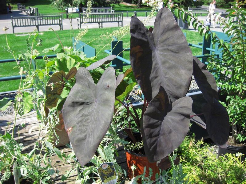 File:1280px-IMG 0332 nybg09.jpg