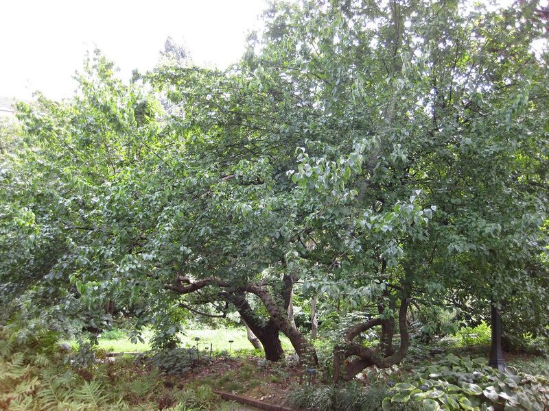 File:1280px-IMG 0704 bbg09.jpg