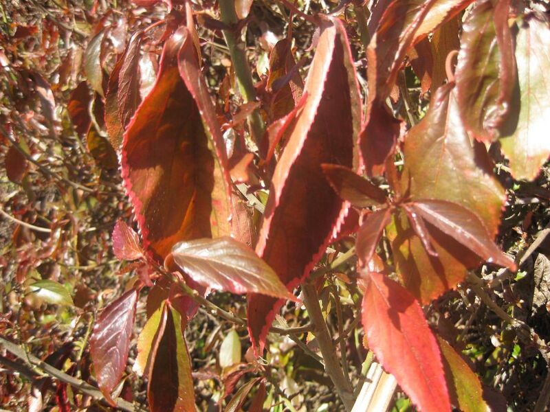 File:1280px-IMG 1996 hunt0903.jpg