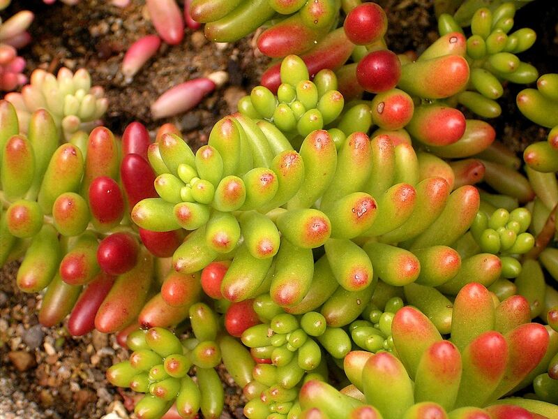 File:1280px-Sedum rubrotinctum 01 ies.jpg