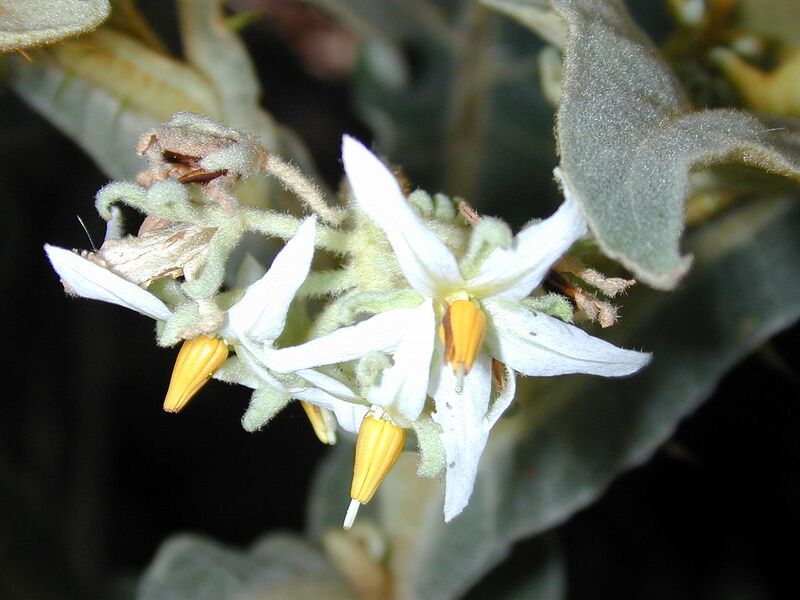 File:1280px-Starr 020913-0042 Solanum robustum.jpg