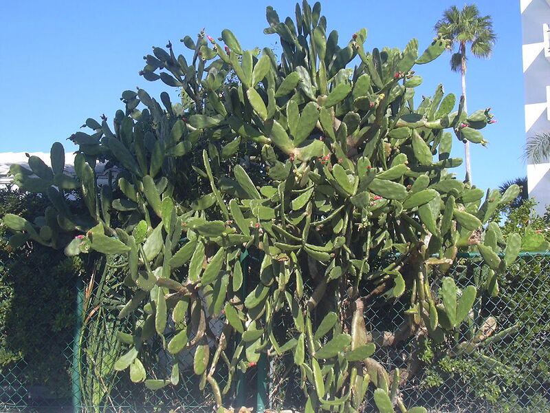 File:1280px-Starr 031108-0182 Opuntia cochenillifera.jpg