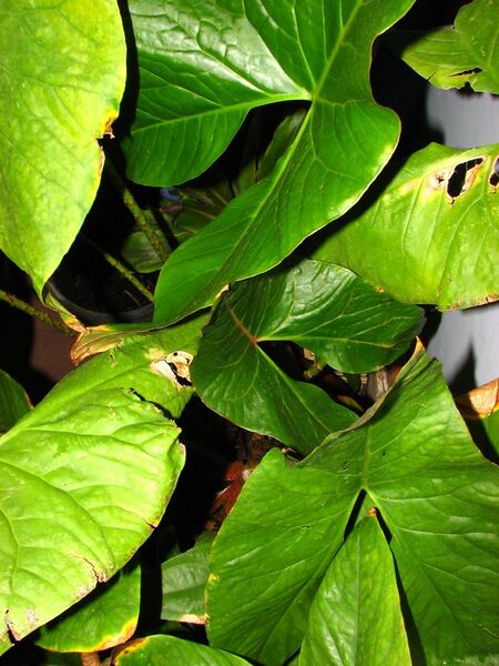 File:20100415040655!Cyrtosperma cuspidisphatum.jpg