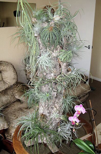 File:507px-Tillandsia tower arp.jpg