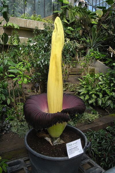 File:512px-Titan arum Kew 6697.JPG