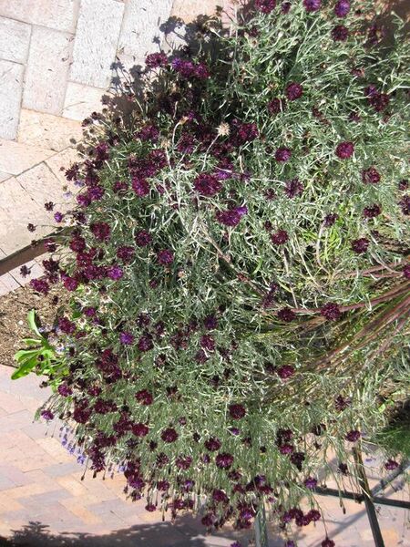 File:576px-IMG 7668 hunt09jun.jpg