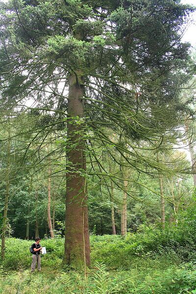 File:682px-Abies pinsapo JPG1a.jpg