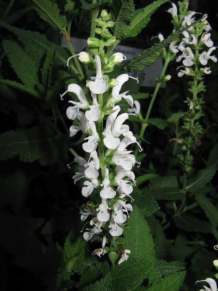 File:768px-Salvia sylvestris 'Schneehugel'2.jpg