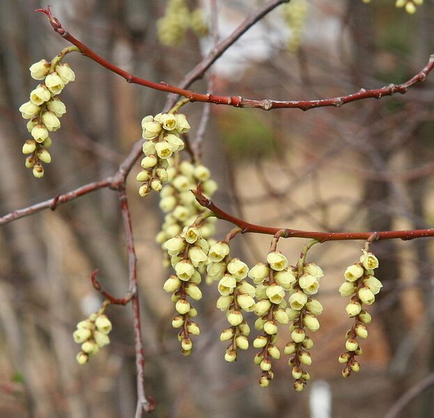 File:798px-Stachyurus praecox.jpg