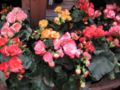 Begonias