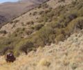 Curlleaf Mountain Mahogany grove