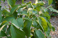 Leaves of C. florida 'Appalacian Spring'