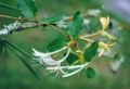 Thumbnail for version as of 05:31, 25 May 2007