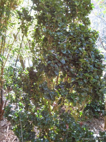 File:Ligustrum japonicum-rotundifolium-IMG 7644 sfbg0308.jpg