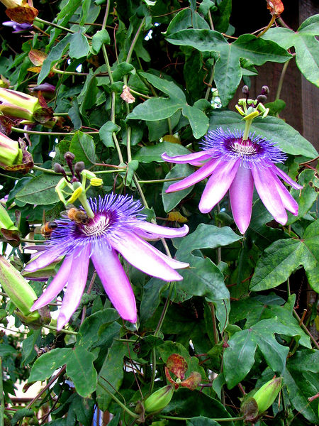 File:Passiflora kewensis Amethyst.jpg
