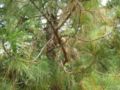 pinus roxburghii