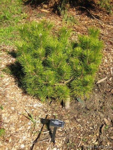 File:Pinus thunbergiana-yachio-IMG 7717 sfbg0308.jpg