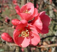 Chaenomeles in flower, probably a cultivar of C. × superba
