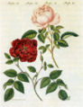 18th century painting of two cultivars