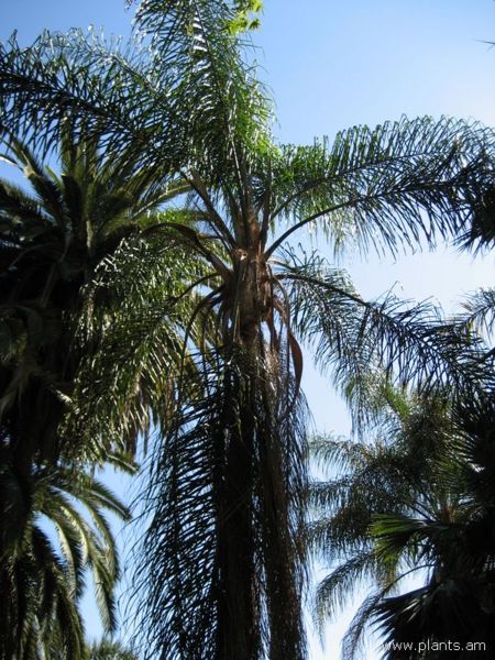 File:Syagrus romanzoliana-queen palm-IMG 0250 hunt07.jpg