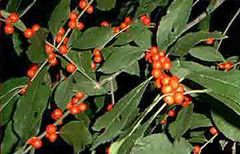 Fruit in winter