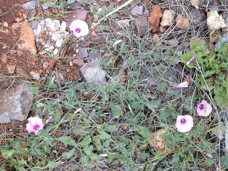 File:1024px-Convolvulus althaeoides.jpg