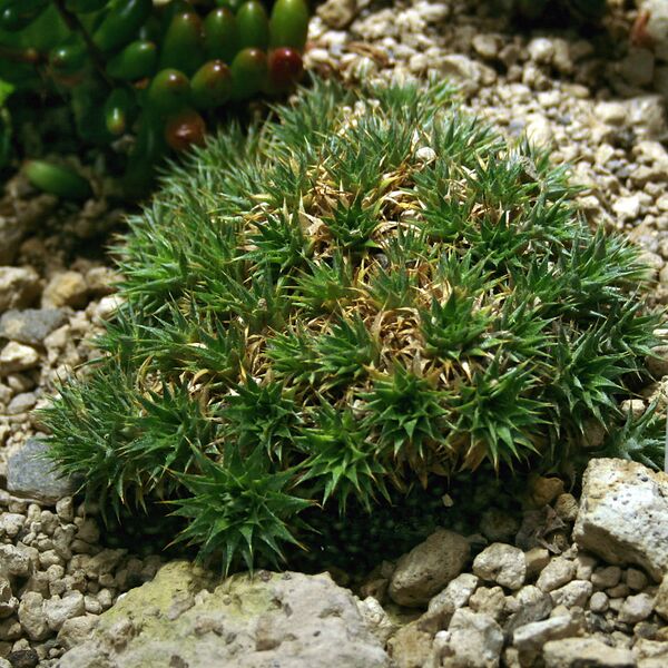 File:1024px-Deuterocohnia brevifolia 1prg.jpg