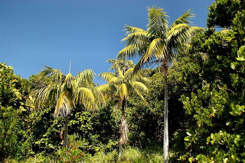 File:1024px-Howea forsteriana Lord Howe Island.jpg