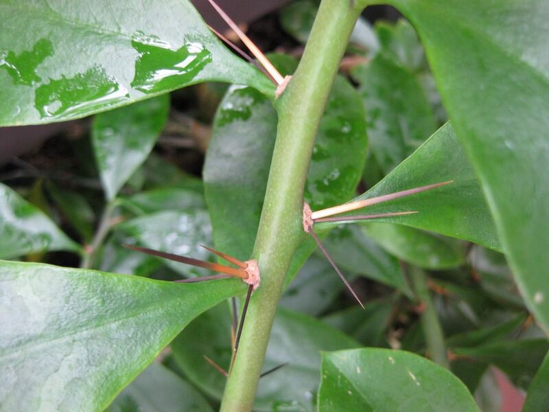 File:1024px-IMG 0954 bbg09.jpg