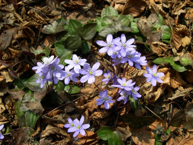 File:1280px-Hepatica nobilis plant.JPG