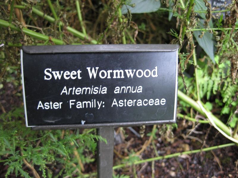 File:1280px-IMG 0729 bbg09.jpg