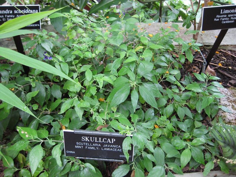 File:1280px-IMG 0932 bbg09.jpg