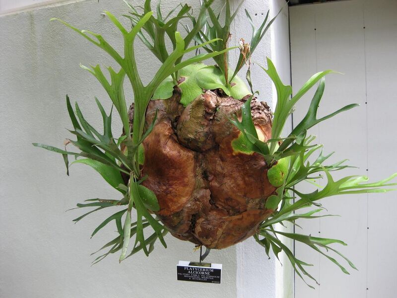 File:1280px-IMG 0990 bbg09.jpg