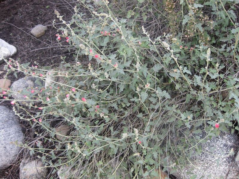 File:1280px-IMG 2264 hunt0903.jpg