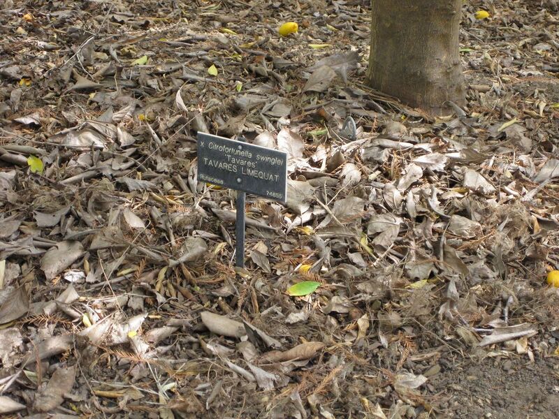 File:1280px-IMG 4977 hunt0904.jpg