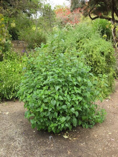 File:576px-IMG 5091 hunt0904.jpg