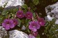 Thumbnail for version as of 23:26, 22 June 2009