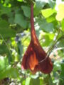 Dutchman's pipe (Aristolochia trilobata)