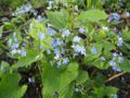 Brunnera macrophylla Brunnera