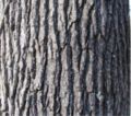 Liquidambar styraciflua Mature bark of American Sweetgum Hemingway, South Carolina