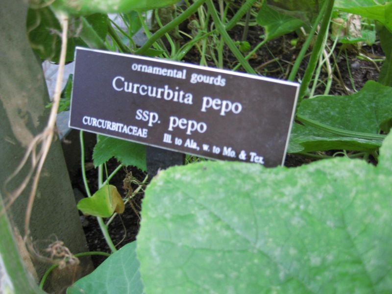 File:IMG 0382 nybg09.jpg