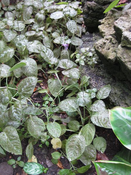 File:IMG 1084 bbg09.jpg